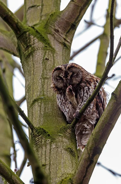 Tawny owl perched on a twig — Stockfoto