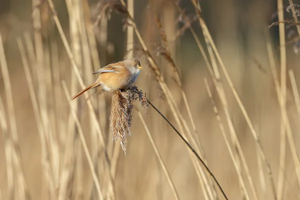 Roseau barbu oiseau — Photo