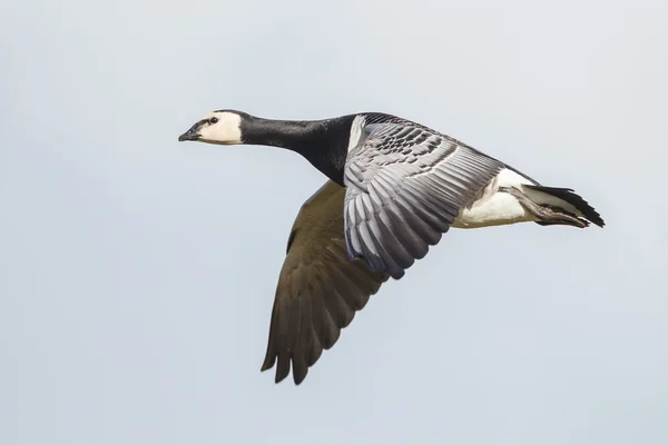 Barnacle goose (Branta leucopsis) — Stock Photo, Image