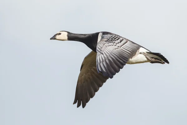 Ganso-de-macaco (Branta leucopsis) — Fotografia de Stock