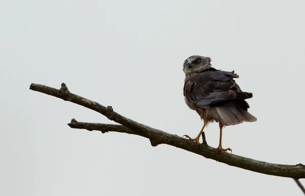 European Buzzard bird — Φωτογραφία Αρχείου