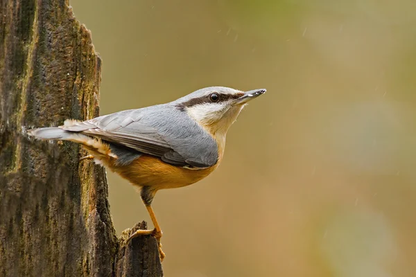 Oiseau de Sittelle sur la nature . — Photo