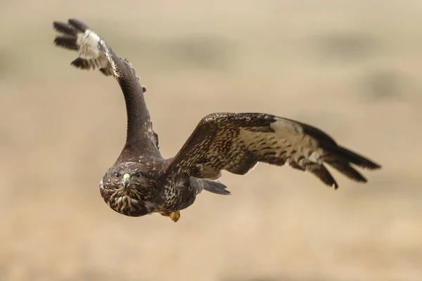 Poiana uccello sulla natura — Foto Stock