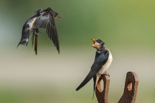 Barn Swallow si nutre di rondine giovanile — Foto Stock
