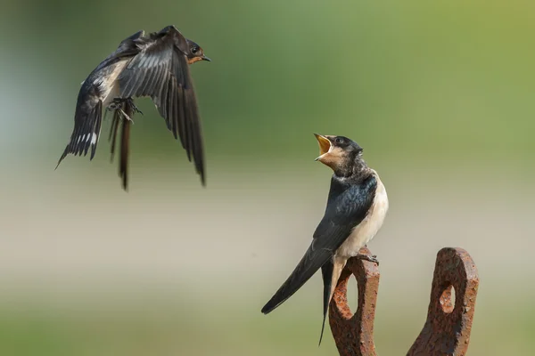 Barn Swallow feeds juvenile swallow — Stock fotografie