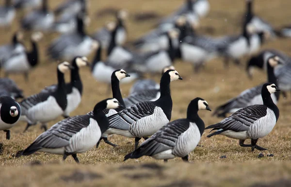 Group off Barnacle geese — Stock Photo, Image