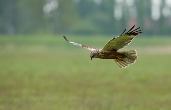 Europese Buzzard vogel — Stockfoto