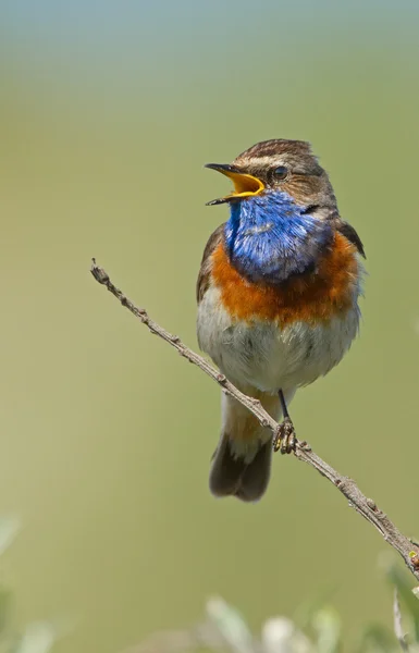 Cantando Bluethroat en una rama — Foto de Stock