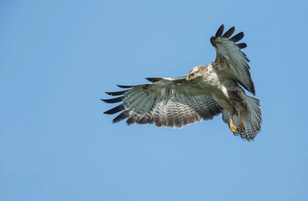 Batı marsh harrier erkek — Stok fotoğraf