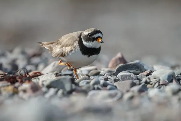 Загальні plover кільчаста — стокове фото