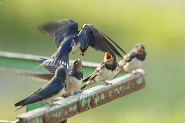 Barn Swallow feeds juvenile swallow — Stock Photo, Image
