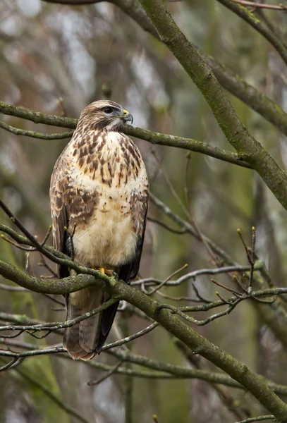 Europese Buzzard vogel — Stockfoto