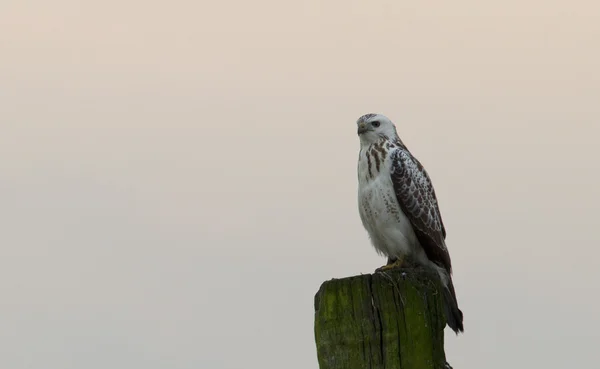 Avrupa şahini (buteo buteo ) — Stok fotoğraf