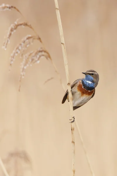 Garganta azul (Luscinia svecica ) — Foto de Stock