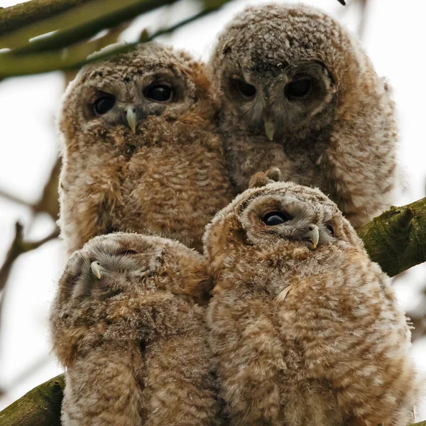 Tawny búho jóvenes — Foto de Stock