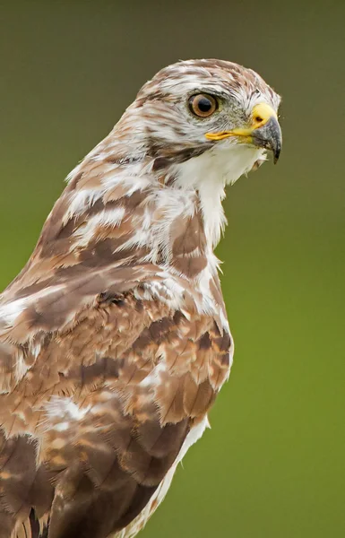 Pântano ocidental harrier — Fotografia de Stock