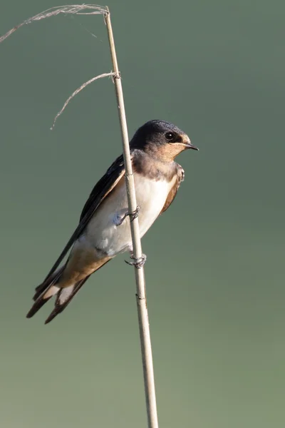 Scheunenschwalbe auf die Natur — Stockfoto