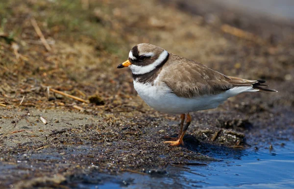 Загальні plover кільчаста — стокове фото