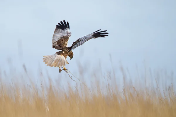 Marsh Harrier em voo — Fotografia de Stock