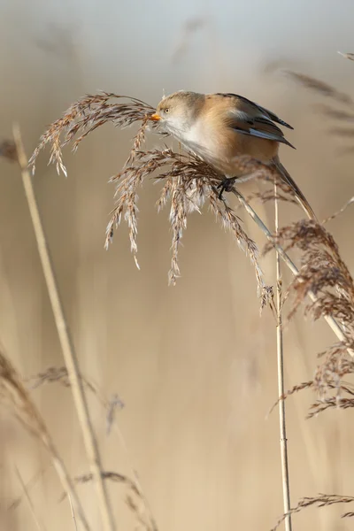 수염된 reedling 새 — 스톡 사진