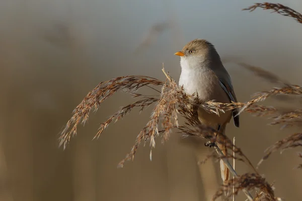 Roseau barbu oiseau — Photo