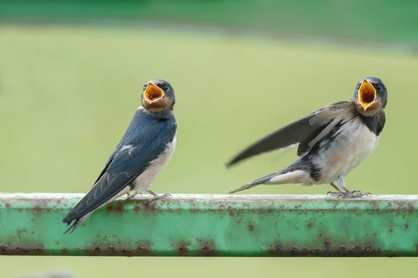 Young barn swallows srceaming — Stock fotografie