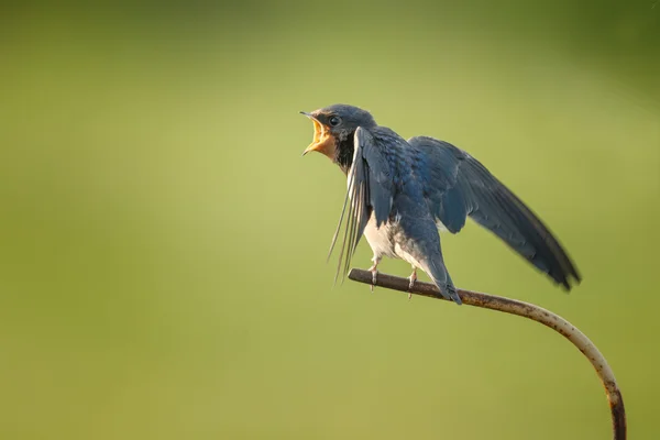 Fienile Deglutire sulla natura — Foto Stock