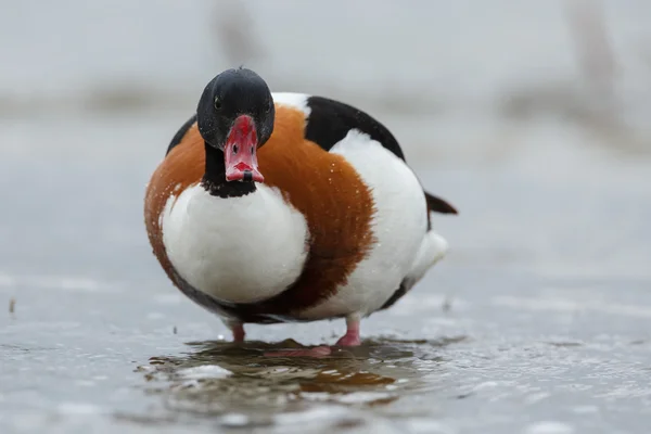 Shelduck común sobre la naturaleza —  Fotos de Stock