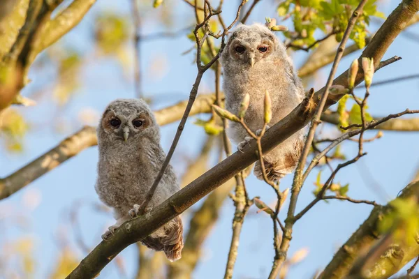 Die Waldkäuze oder die braunen Eulen — Stockfoto