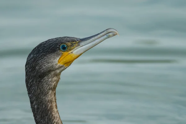 Grande Cormorão (Phalacrocorax carbo) — Fotografia de Stock