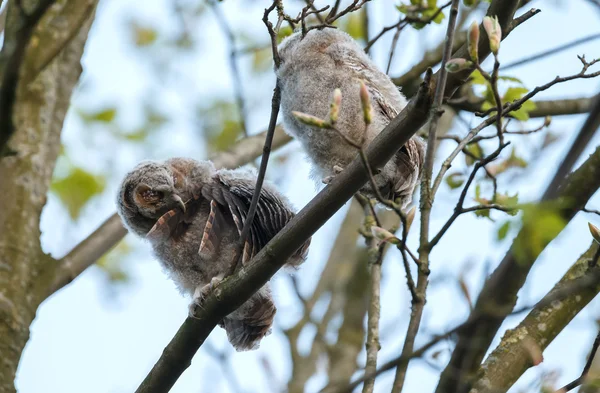 Les chouettes fauves ou chouettes brunes — Photo