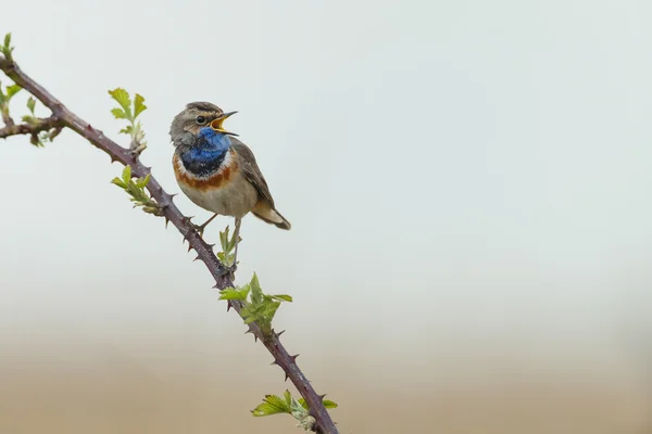 Bleuet d'Amérique (Luscinia svecica) ) — Photo