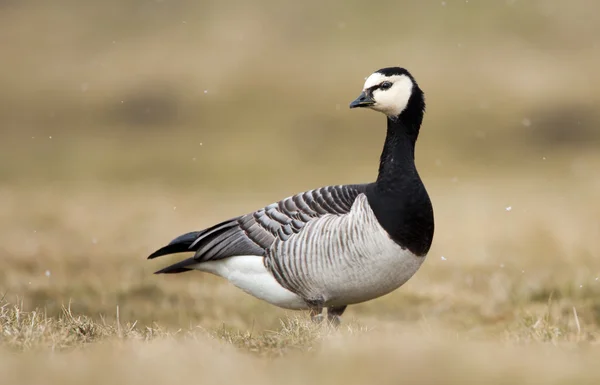 따개 비 거 위 (Branta leucopsis) — 스톡 사진