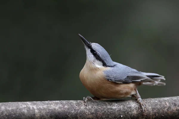 Oiseau de Sittelle sur la nature . — Photo