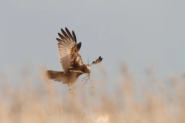 Marsh Harrier en vuelo — Foto de Stock