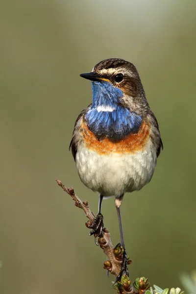 Bluethroat bird on a branch — Stock fotografie