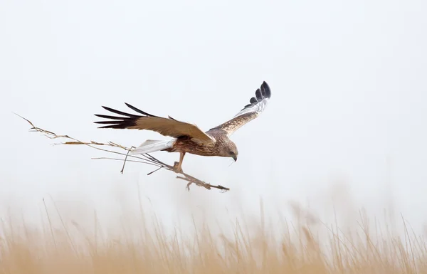 Bruine Kiekendief tijdens de vlucht — Stockfoto