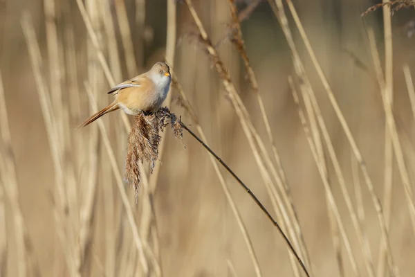 수염된 reedling 새 — 스톡 사진