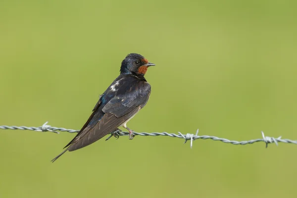 Hirondelle rustique sur la nature — Photo