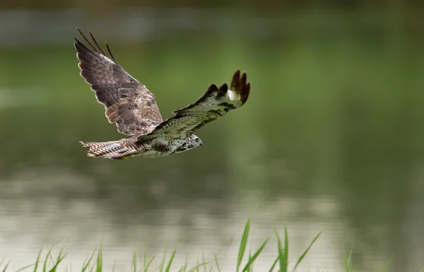 Palude occidentale Harrier — Foto Stock