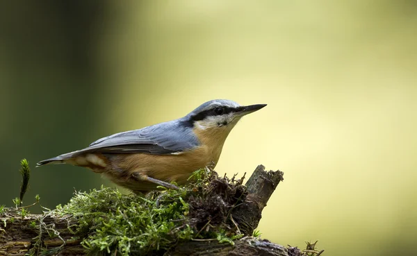 Oiseau de Sittelle sur la nature . — Photo
