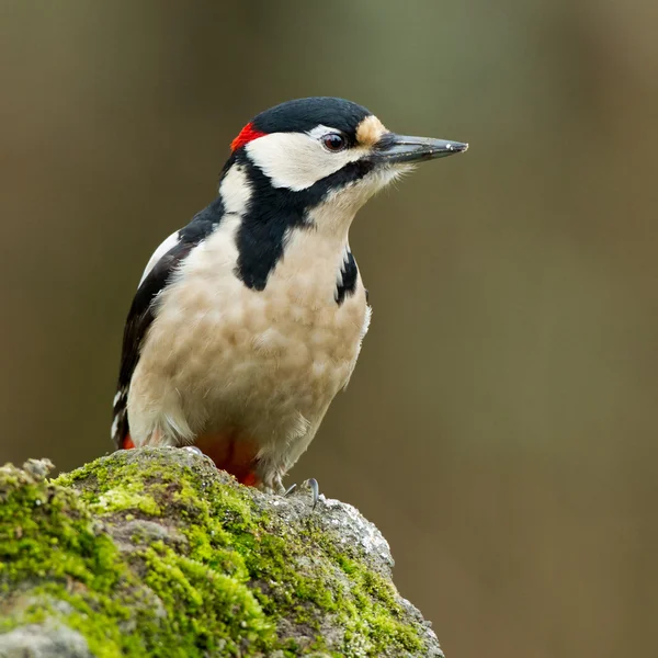 Buntspecht — Stockfoto