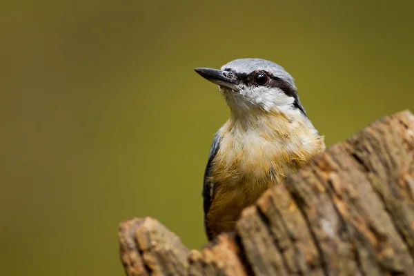 Oiseau de Sittelle à poitrine rouge — Photo