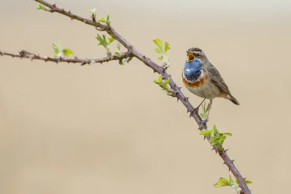 Blauwborst (Luscinia svecica) — Stockfoto