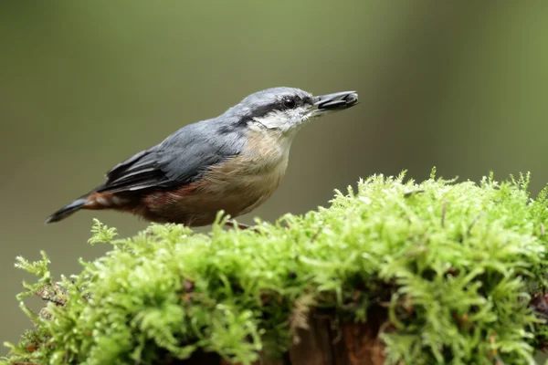 Oiseau de Sittelle sur la nature . — Photo