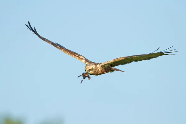 Marsh harrier i flyg — Stockfoto