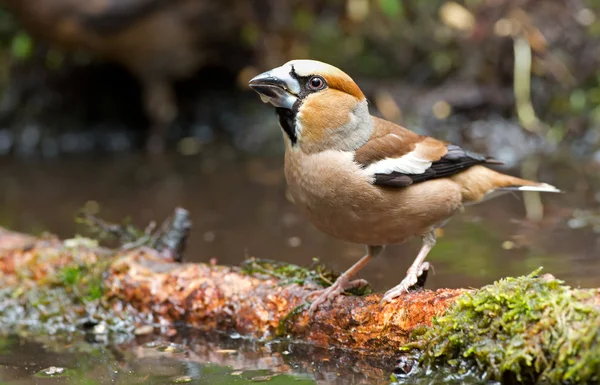 Hawfinch (Coccothraustes coccothraustes) — Stock Photo, Image