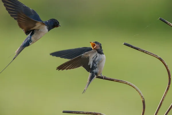 Barn Swallow feeds juvenile swallow — Stock fotografie