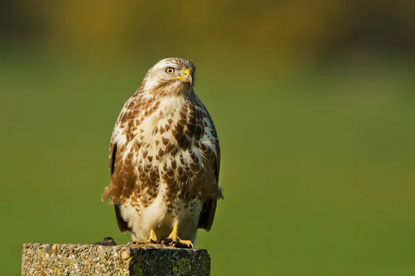 Oiseau buse sur la nature — Photo