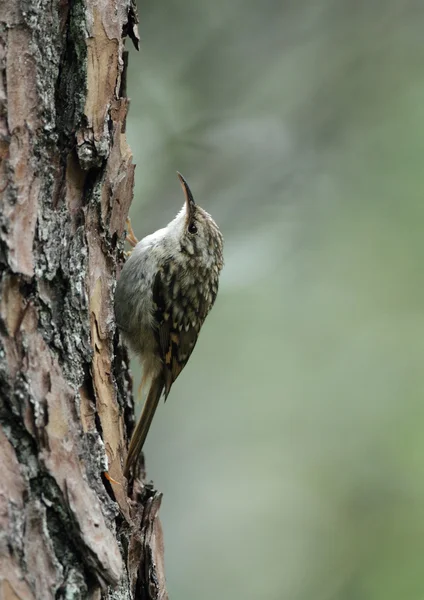 Nuthatch bird on nature. — Stock fotografie